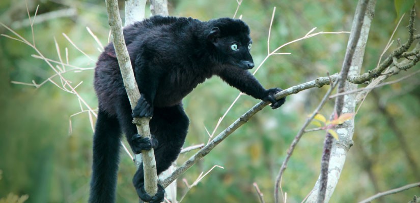 Yorkshire Wildlife Park Foundation backs initiative to save lemurs