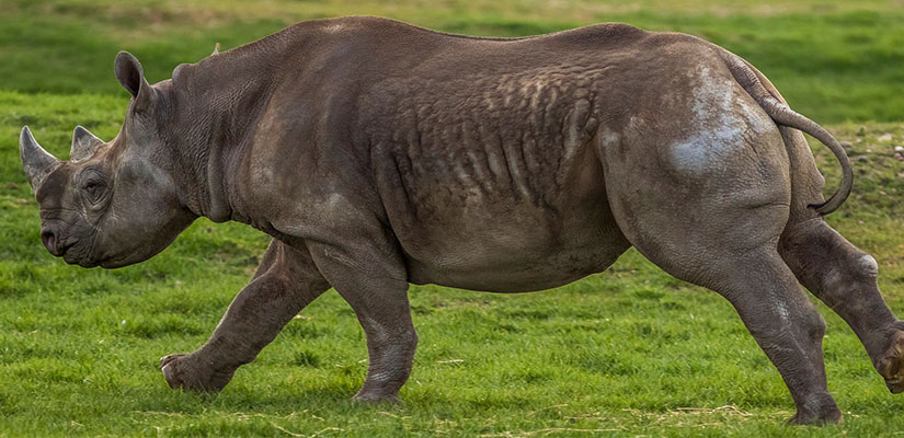 Yorkshire Wildlife Park Foundation Gives Double Boost to Critically Endangered Rhinos