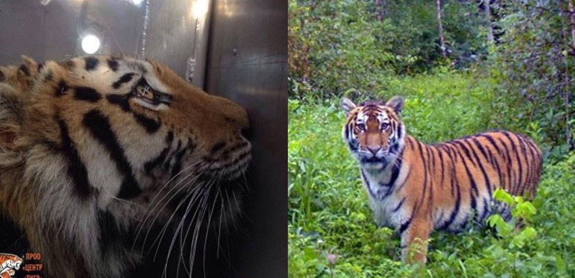 Yorkshire Wildlife Park Foundation helps release endangered tiger into wild
