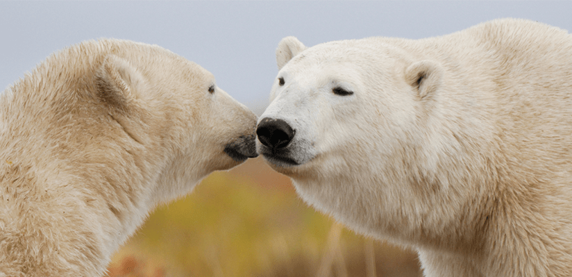Celebrating Polar Bear Week - A Conservation Update from Polar Bears International