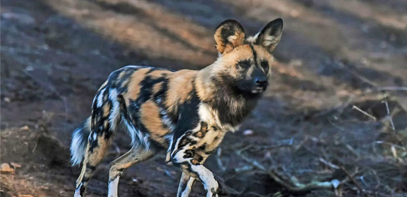 National Dog Day 2018: Did you know these 10 painted dog facts?