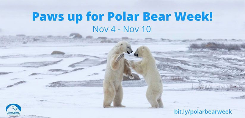 Polar Bear Week 2018: Did you know these 10 polar bear facts?