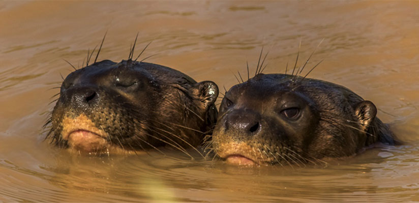 YWPF launch vital campaign to save endangered giant otters