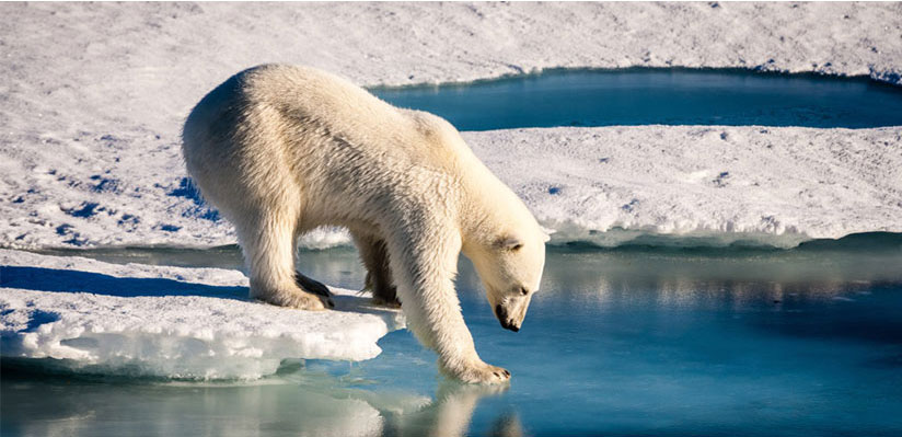 International Polar Bear Day 2019: Did you know these 10 polar bear facts?