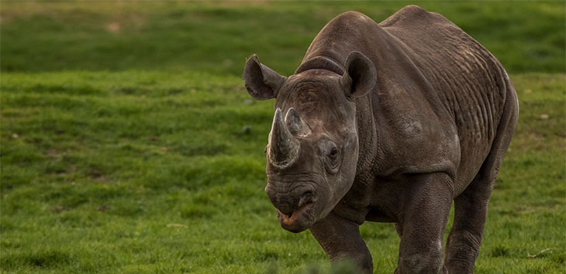 YWPF to assist Fauna & Flora International in Kenyan black rhino protection