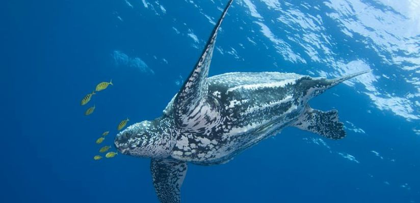 The modern eradication of the ancient leatherback turtle