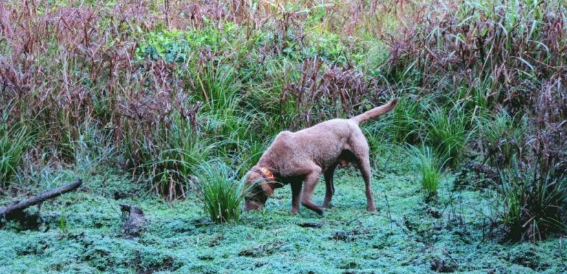 YWPF pledges support to poop-sniffing dog helping map a giant wildlife sanctuary