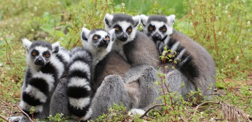 Yorkshire Wildlife Park Foundation helps to save endangered lemurs