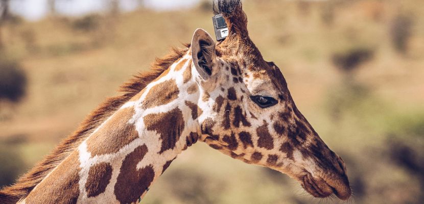 Giraffe Update with the Giraffe Conservation Foundation