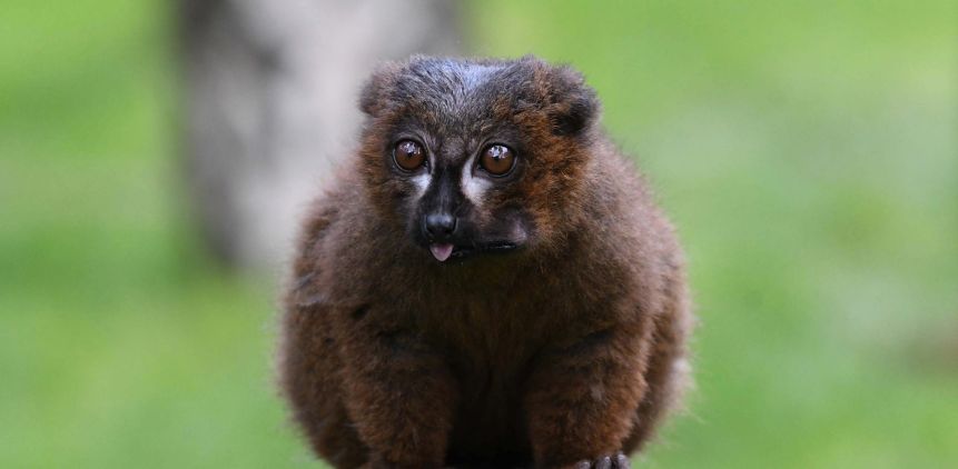 Endangered lemurs receive a vital funding boost from the Yorkshire Wildlife Park Foundation