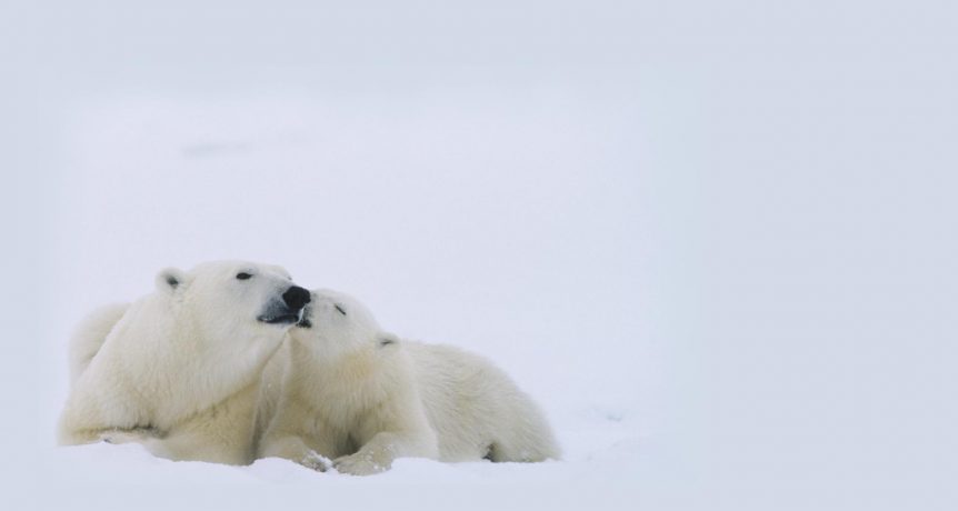 Polar Bear Week 2020