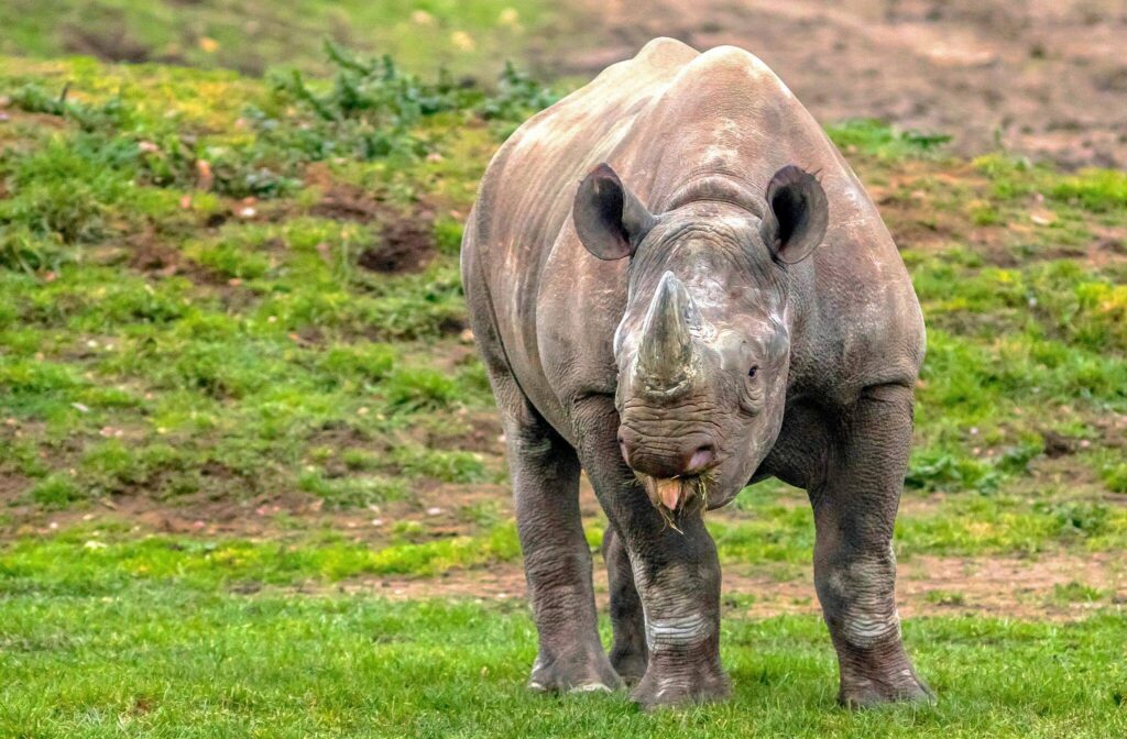 Save the Rhino Update – Meet Meimei the adorable, affectionate little black rhino