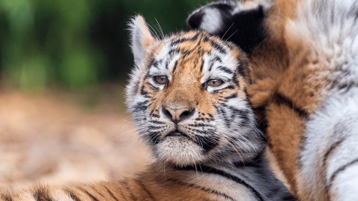 Amur Tiger Cub Near Mother Tiger