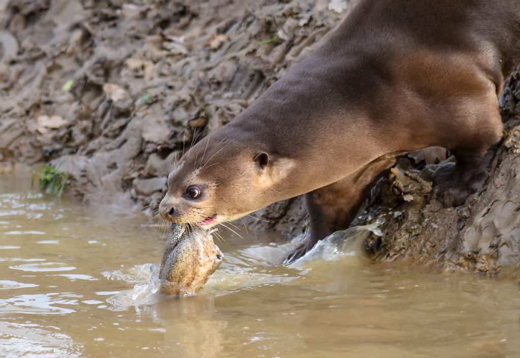 Fighting Fire for Giant Otters in Brazil