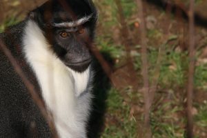 Catching up on monkey businesses with West African Primate Conservation Action