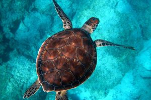 Saving the Sea Turtles with Fundacao Principe