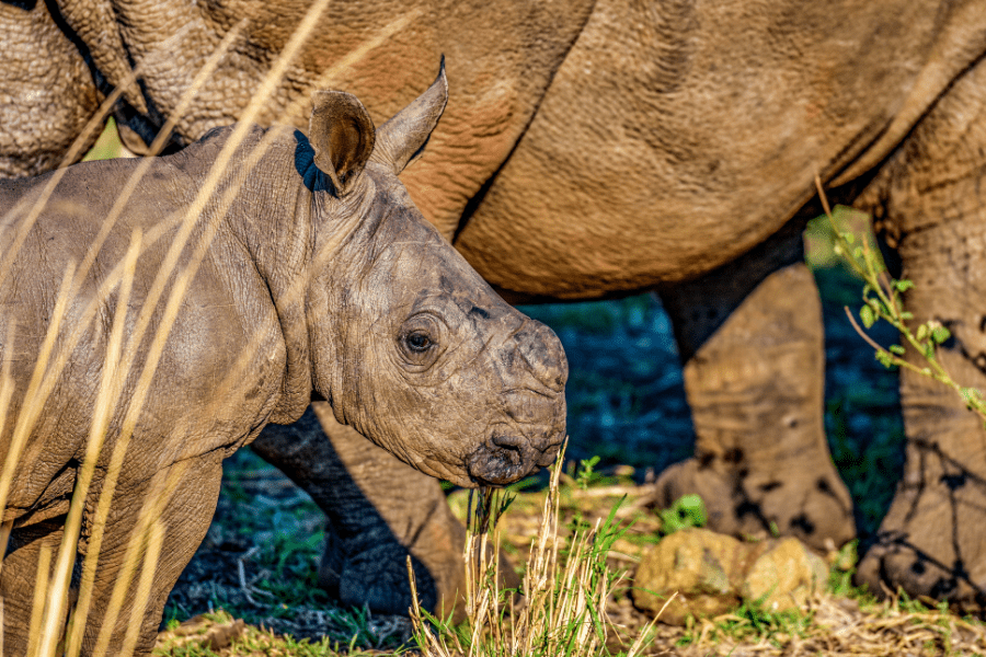 Charging into 2022 With Fauna & Flora International’s Black Rhino Update